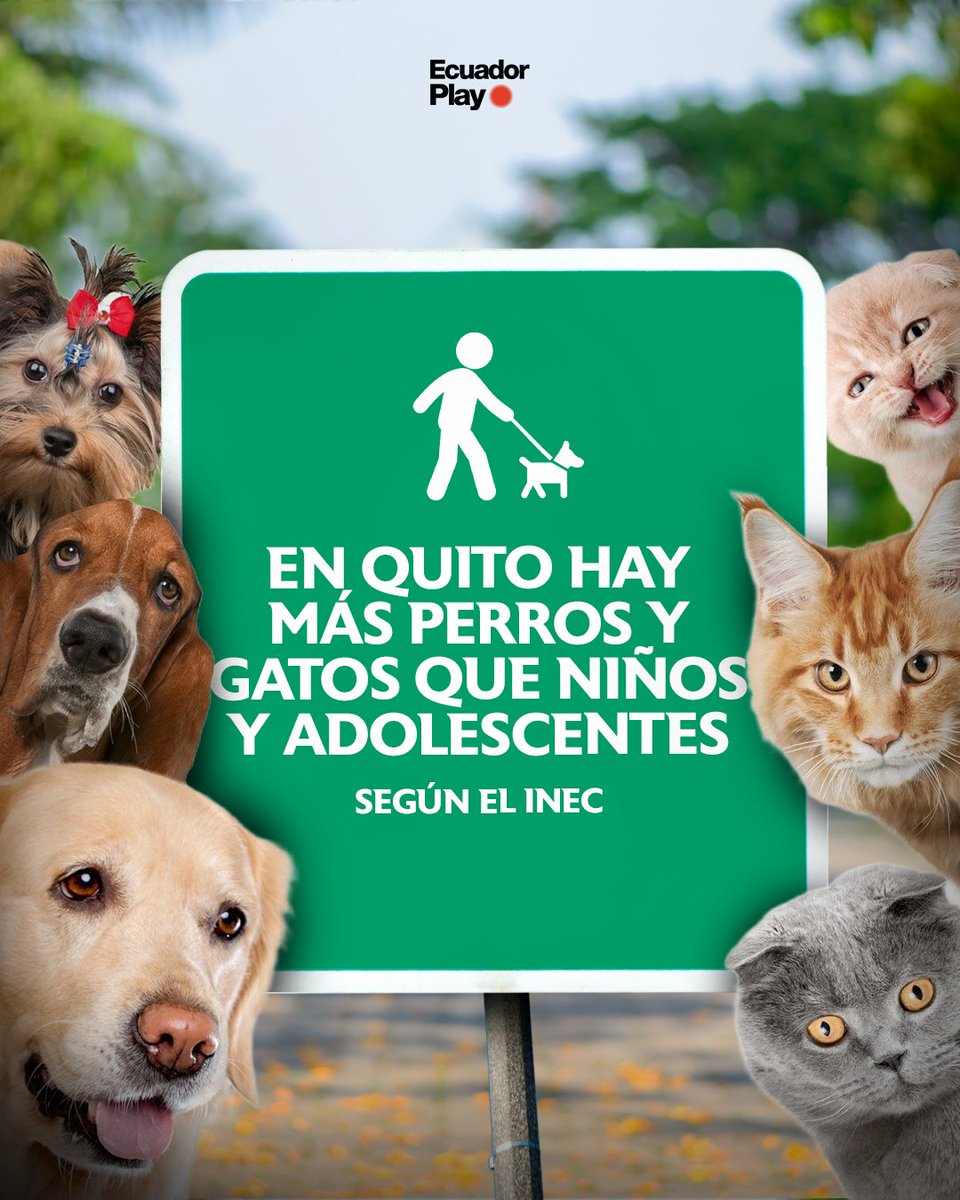 EcuadorPlay's tweet photo. 🐕 Según datos del INEC, en el país hay más de 6 millones de perros y gatos. Solo en Quito, la población de mascotas supera el millón, frente a los 700.591 niños y adolescentes. Expertos señalan que el aumento de perros y gatos se aceleró tras la pandemia, ya que muchas personas buscaron compañía durante el aislamiento.

🐈 Los millennials y la generación Z son los principales adoptantes de mascotas, una tendencia asociada a la decisión de postergar o evitar la paternidad. Esto ha llevado a que cada vez más espacios urbanos y privados faciliten el acceso a los animales de compañía.