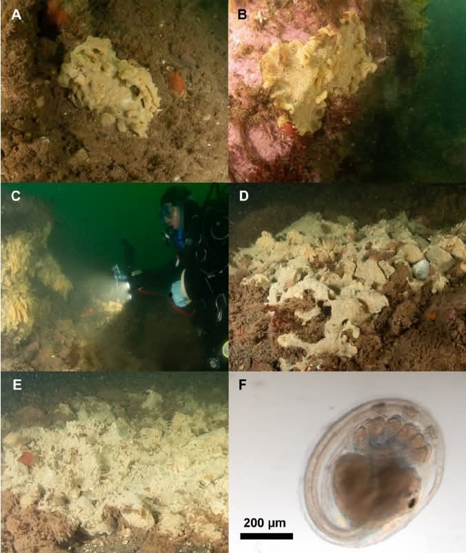 AQUATIC INVASIVE SPECIES RESEARCH: #HuntsmanMarine researchers with co-authors recently provided the first observations of the invasive colonial tunicate known as ‘sea vomit’ (scientific name Didemnum vexillum) in the western Bay of Fundy Quoddy Region.
 huntsmanmarine.ca/pressrelease-2…