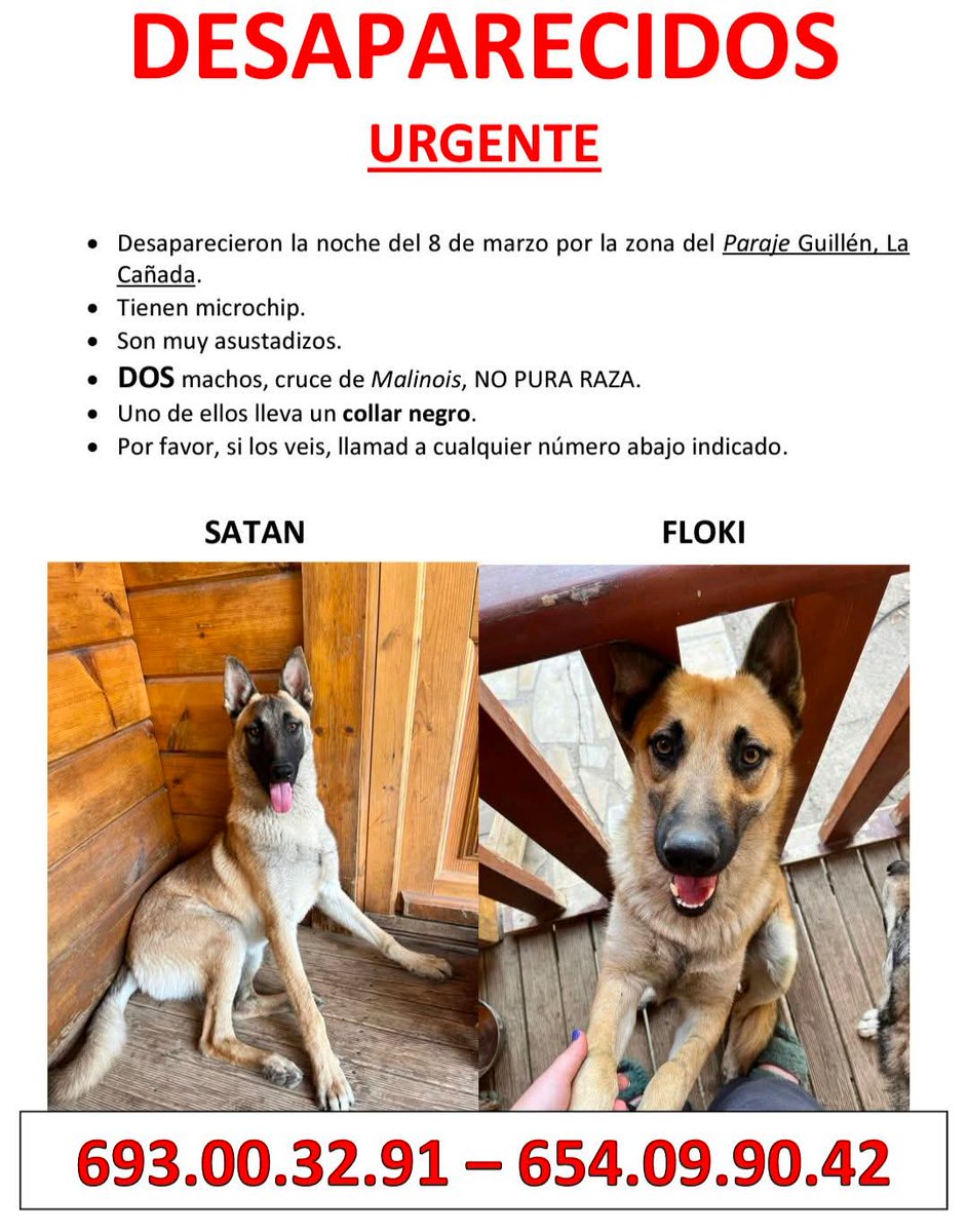 chispas52's tweet photo. PERDIDOS. ZONA LA CAÑADA. ALMERÍA (ESPAÑA)
Contacto: 693 003 291 / 654 099 042 SATAN Y FLOKI, 2 machos cruce malinois, desaparecidos el 08/03/2025 en la zona del Paraje Guillén, La Cañada (Almería). Uno de ellos lleva collar negro. Tienen chip asustadizos.
X 🙏 si los ves LLAMA https://t.co/fb2NHyydVe