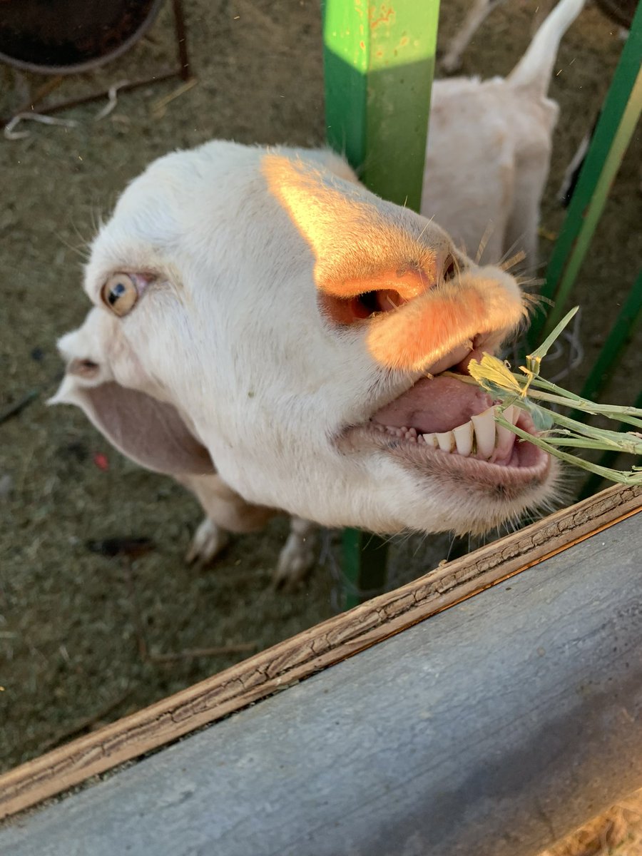 WEST (@west_cptfal) on Twitter photo Goat Goat