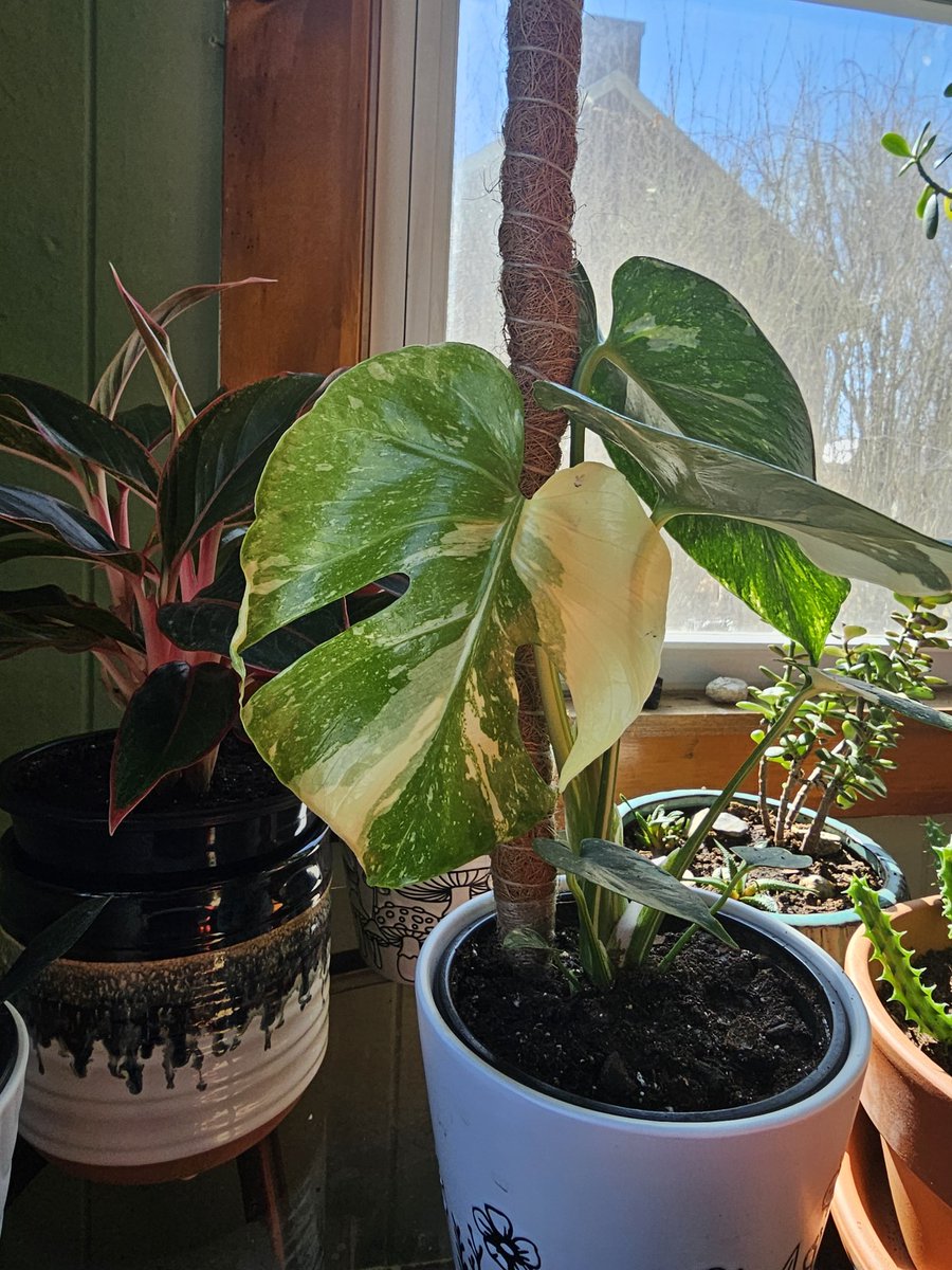 My thai constellation has pushed her first fenestrated leaf! Can we appreciate this?! 🤌✨️