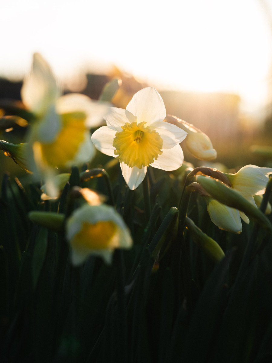 Flower therapy…
.
Daffodils lining the bypass, glowing in the evening sunshine. These golden trumpets of spring are a welcome burst of colour against the bare hedges. 
Love seeing them bob in the breeze! ☀️