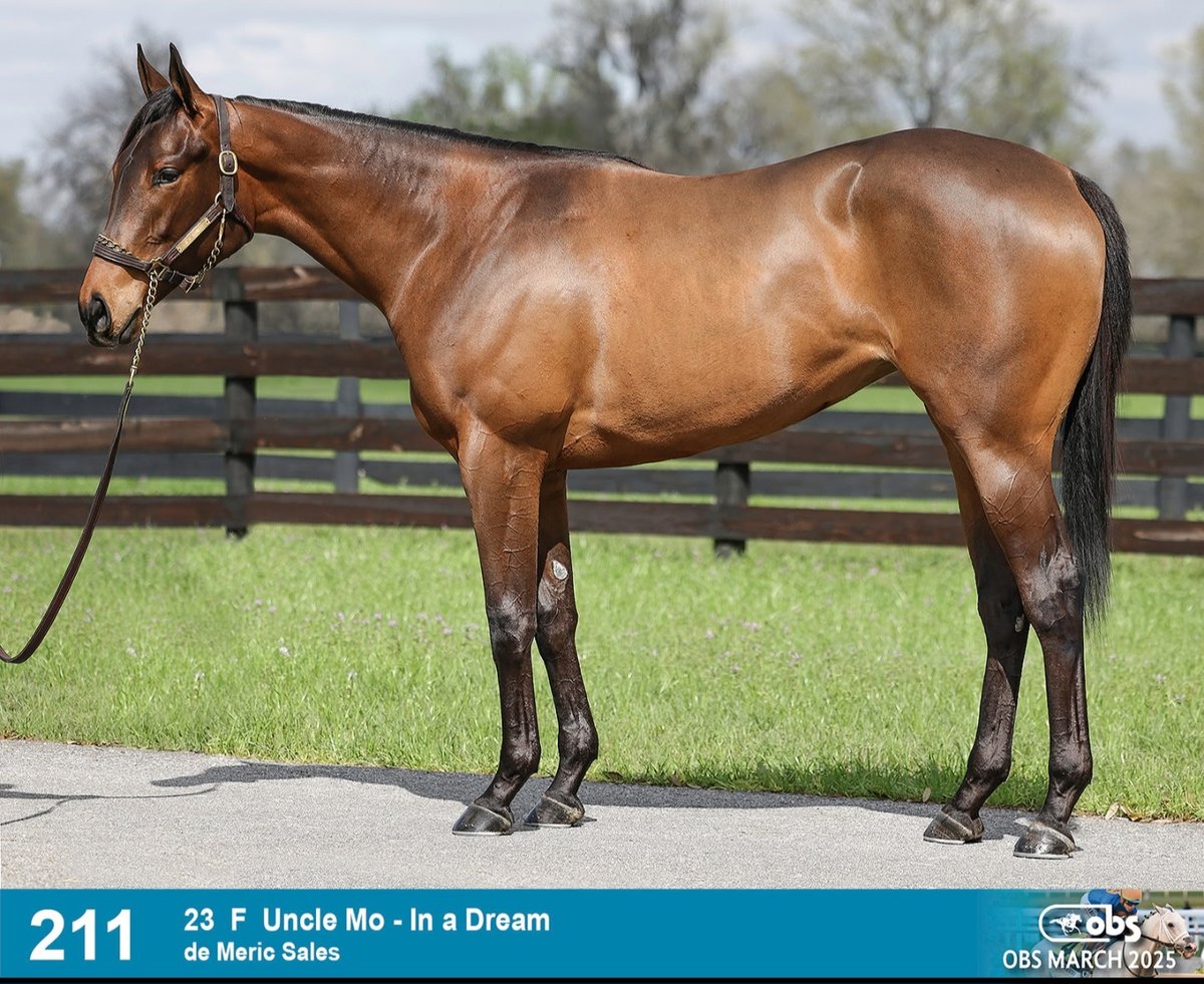 My first ever Uncle Mo filly <a href="/OBSSales/">OBSSales</a> <a href="/SaffieJosephJr/">Saffie Joseph Jr.</a>