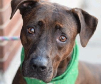 anja_brckner3's tweet photo. After 4 months #NYCACC wants her gone-
shy #Ella is on the dreaded #kill list 😧
Please #help her out of this place - #foster or #adopt or #Pledge4Rescue 🆘🙏🏻 https://t.co/PlwZMKPjZR