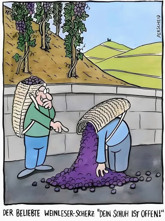 Thinking of <a href="/RealLucyLawless/">Lucy Lawless</a> when she was harvesting wine in Germany. Hopefully she never fell for the "Your shoe is open" trick... ;)