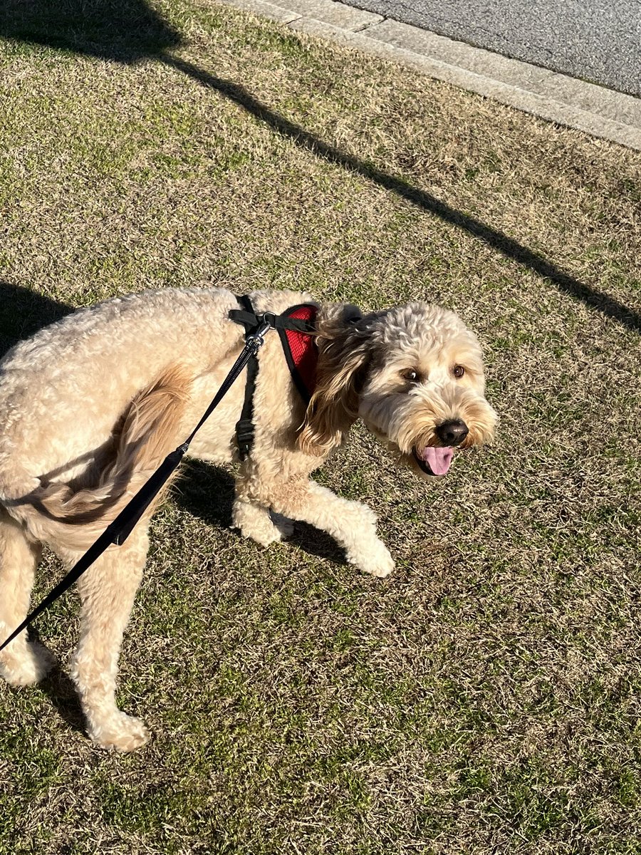 Odie on the leash and <a href="/djohnstonuga/">David Johnston</a> and <a href="/jeffdantzlertv/">Jeff Dantzler</a> in the ears this afternoon around Social Circle. Looking forward to being out at Foley for the first time this season on Friday night for SEC play #GoDawgs