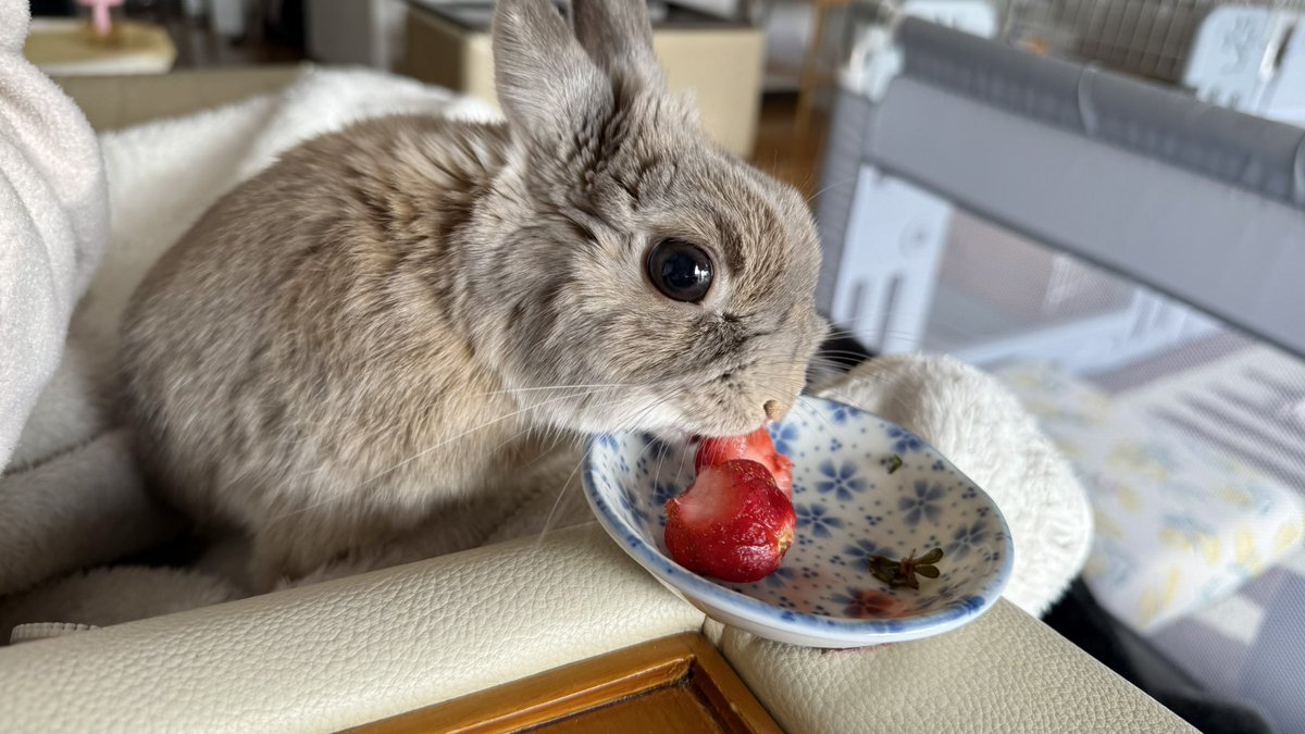 苺シリーズ♡仲良しうさぎちゃん うさぎといちごはズルい