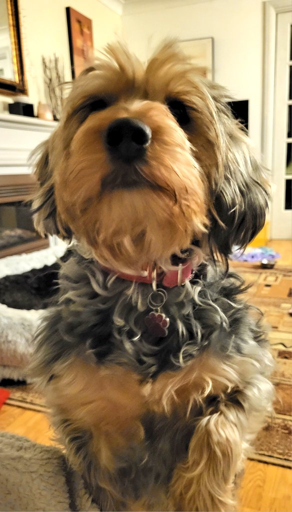 Getting impatient for some pets, so making sure hoomum doesn't ignore me 😂