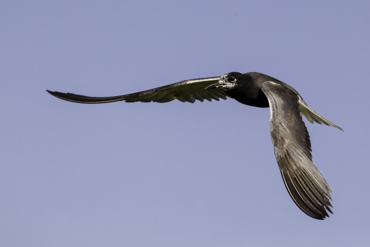 Breeding Black Terns depend on 472,794 acres of planted rice to meet key conservation targets. Without that riceland, their numbers could drop below 1,000—a precarious blow for the species. #RiceFootprint #CaLeg