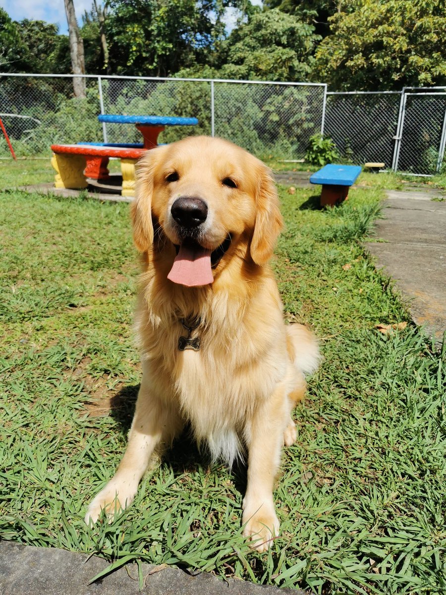JeffSoto24's tweet photo. Nos volveremos a ver algún día mi macho hermoso. Te extraño tanto 😭🐕 https://t.co/yM4fu48Sdw