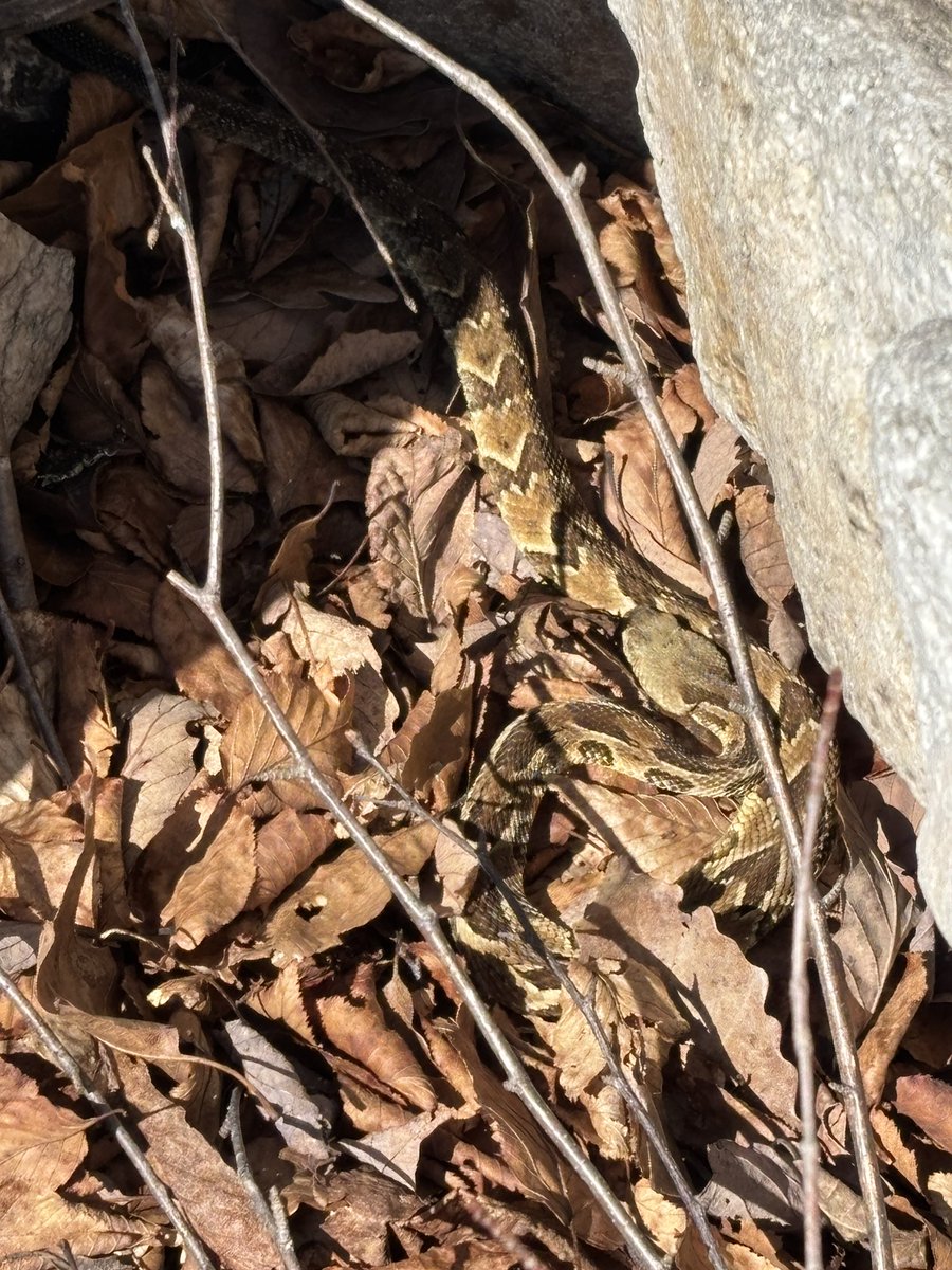 jamesweblabs's tweet photo. First Timber rattlesnake of the season, nestled just outside of its hibernaculum entrance on this first really warm day of
early spring here in the Frederick mountains.  High of 68 degrees on the mountain. @yinger_emily #Timberrattlesnake #rattlesnake #frederick @snakeymama https://t.co/e6yP0upmws
