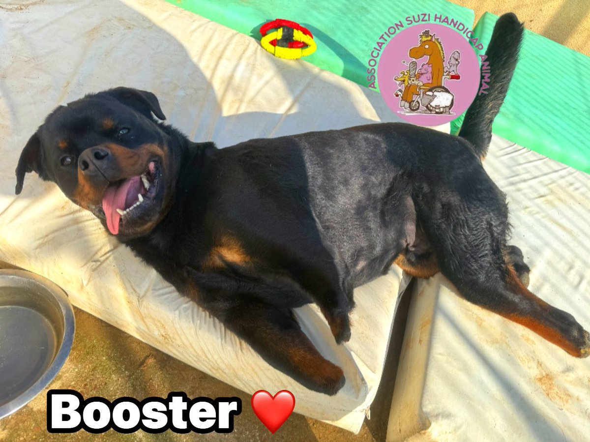 suzihandicapani's tweet image. Vous me connaissez ?! C’est moi bébé BOOSTER ❤️🙏je suis là depuis des années ❤️ je suis en couple avec MIRA une belle princesse 👸 qui n’a qu’une pattoune est 3 moignons ❤️🙏

Je suis au parrainage ❤️

J’ai besoin de croquettes ARTICULARY

Pensez à moi ❤️