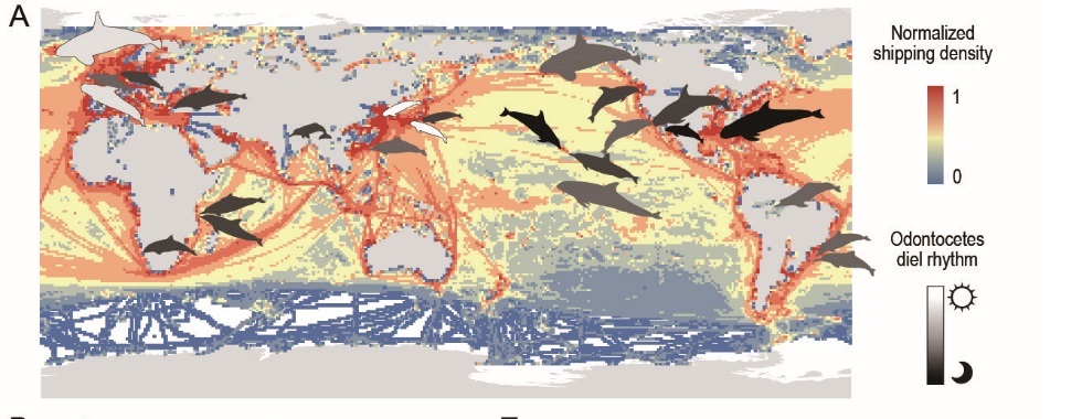 Reduced shipping during COVID-19 enhanced the diurnal #feeding activities of a small #odontocete: implications of modern #anthropogenic activities
Leading author: Songhai Li, Kexiong Wang, Zhigang Mei
doi.org/10.1093/nsr/nw…