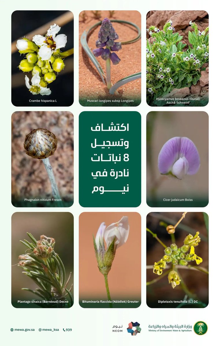 HRHMBNSALMAAN's tweet image. وزير الرياضة يكشف عن توجيه #ولي_العهد بتغيير مكان منتجع ضخم في نيوم من أجل نبتة فريدة:

تم اكتشاف نبته بين جبلين في نيوم، ولا تنبت إلا في هذا المكان، ووجّه ولي العهد بتغيير مكان المشروع إلى مكان آخر، وجعل المكان محمية لهذه النبتة، وإطلاق عليها اسم "نبتة نيوم".