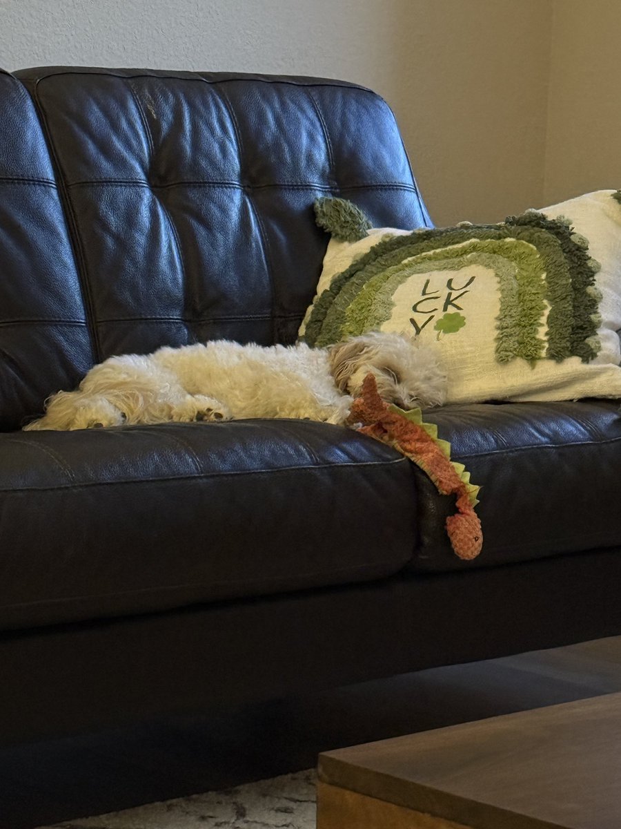 OneAndOnlyJLaw's tweet photo. Midge is tuckered out after playing outside off and on all day. Then playing fetch for an hour #Doodles #MicroDoodles #GoldenDoodles https://t.co/dtwYWs5xT7