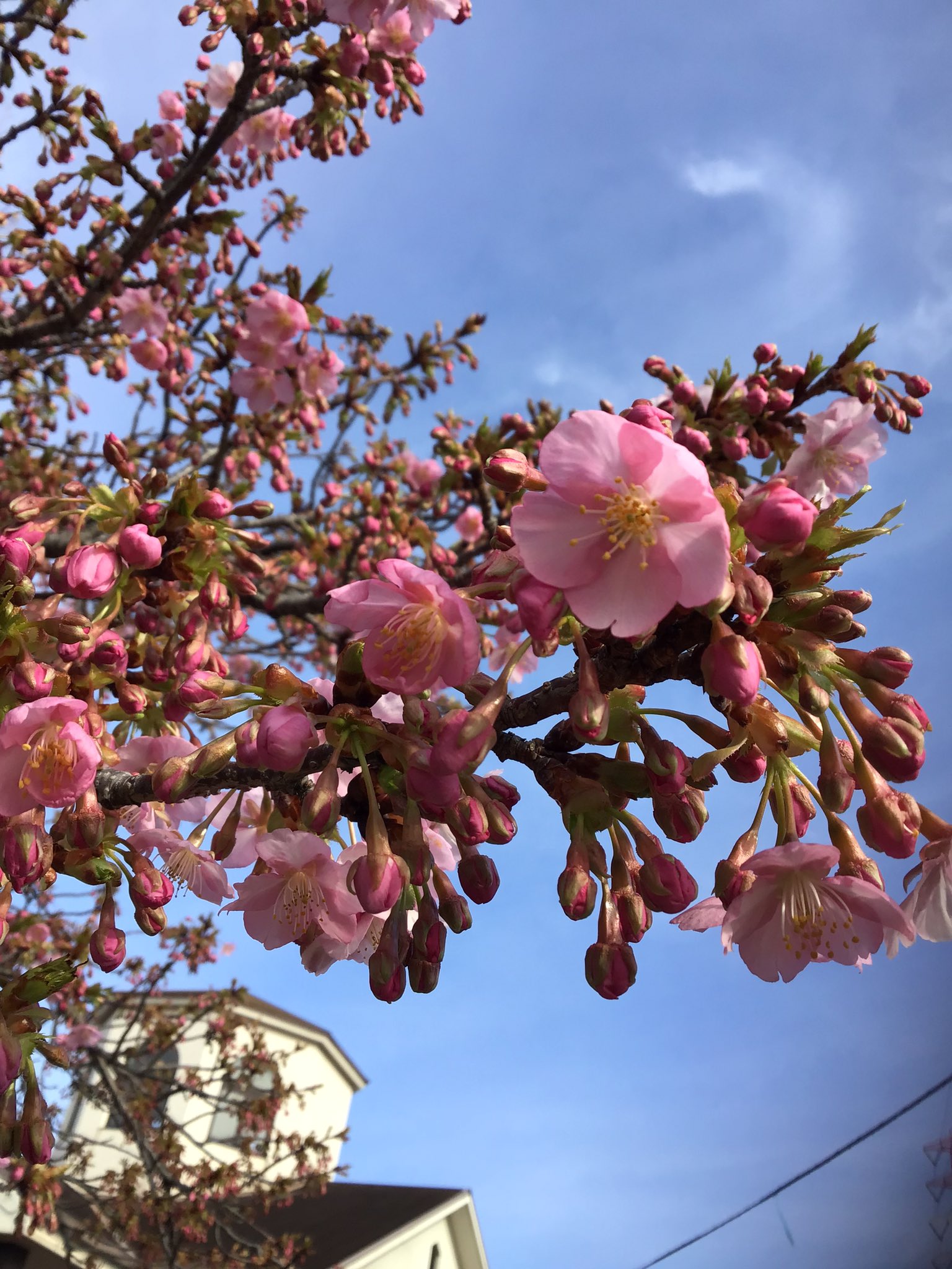 瀬戸農地さま専用 瀬戸ヶ原花苑（複合用土10L未満 観葉・多肉用）通販 価格比較