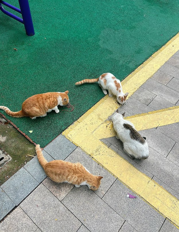 🐾走っていると、いつもかわいい野良猫たちに会います。彼らは孤独かもしれません、飢餓かもしれませんが、私は朝の光の中で、彼らに1部の暖かさと配慮を注入したいです。