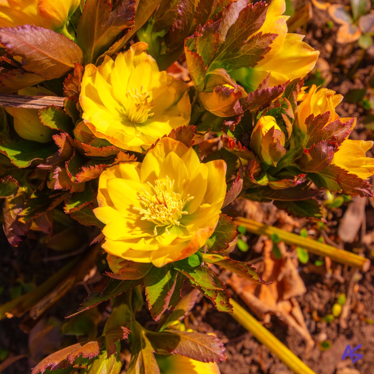 AndySpessard's tweet image. The air at Franklin Park vibrated with spring's energy, as sunlight kissed the blossoming flowers. 🌼💕😍💕🌼 #flowerpower #naturelovers #springisnear