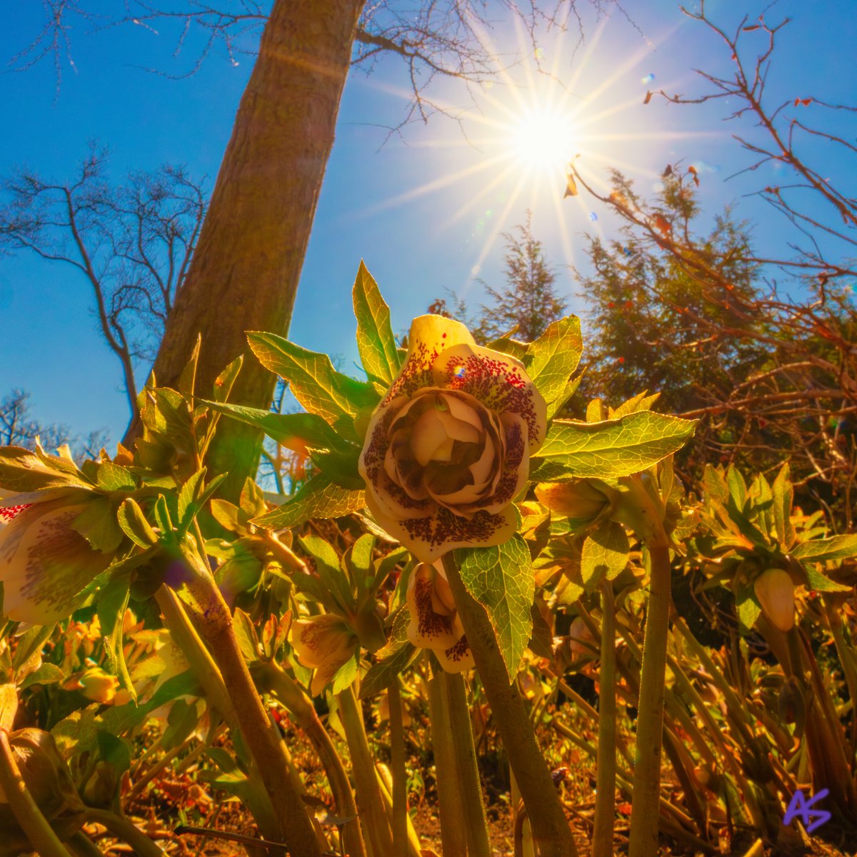 AndySpessard's tweet image. The air at Franklin Park vibrated with spring's energy, as sunlight kissed the blossoming flowers. 🌼💕😍💕🌼 #flowerpower #naturelovers #springisnear