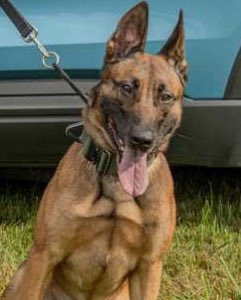 Always remember: K9 Preacher, Maine State Police, Maine odmp.org/k9/1938