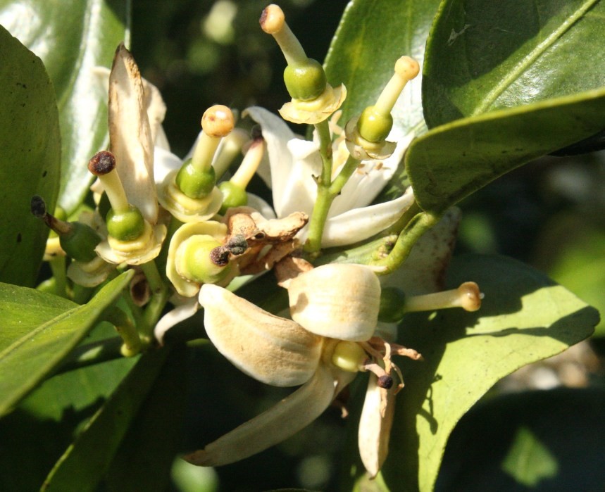 UF/IFAS Citrus REC (@ufifascitrusrec) on Twitter photo Tip of the Week: Will Weather Set Florida Free From the Threat of PFD? tinyurl.com/y37m8t69 #AllInForCitrus <a href="/UFPlantPath/">UF/IFAS Plant Pathology Department</a> Tip of the Week: Will Weather Set Florida Free From the Threat of PFD? tinyurl.com/y37m8t69 #AllInForCitrus <a href="/UFPlantPath/">UF/IFAS Plant Pathology Department</a>