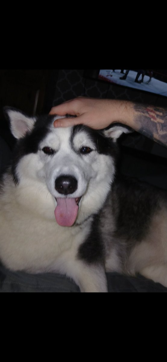 Just the happiest wee girl 🩷 #huskymum #siberianhusky