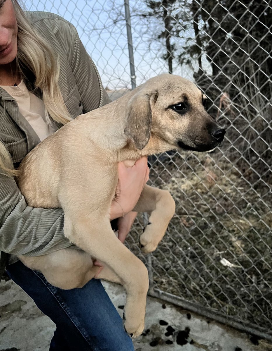 Check out this cutie! You could win this sweet puppy Saturday, March 15th at the WHSAA. 
Mountain kurr/german shepherd mix
Birthday was November 16
He may have gotten a little photo shy over the weeks!!
Register for auction here
<a href="/fear_the_beak/">WHSAA</a> 

docs.google.com/forms/u/1/d/1m…