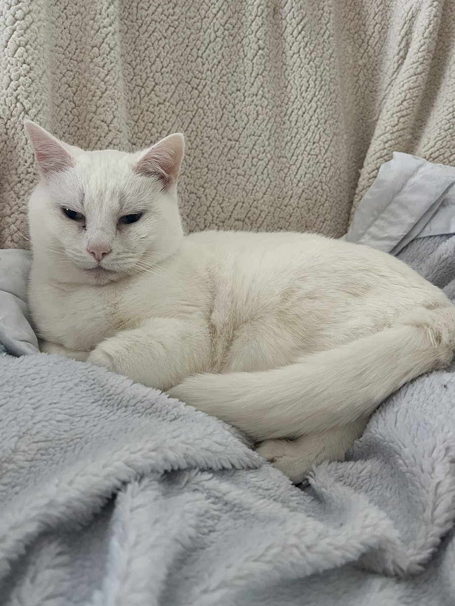Marie Choo Choo, married to Chalky (@catsrule0) on Twitter photo <a href="/FredCanCat/">Fred the Canadian Cat</a> <a href="/chigal111/">Elsie the Cat</a> <a href="/BernieSanders/">Bernie Sanders</a> <a href="/JustinTrudeau/">Justin Trudeau</a> <a href="/MarkJCarney/">Mark Carney</a> <a href="/fordnation/">Doug Ford</a> <a href="/VancityReynolds/">Ryan Reynolds</a> As long as dere noes tariffs on nip or Dreamies, we iz good. Me can sneak dese essential items ober da border if necessary. 😹😹😹😻😽😘 <a href="/FredCanCat/">Fred the Canadian Cat</a> <a href="/chigal111/">Elsie the Cat</a> <a href="/BernieSanders/">Bernie Sanders</a> <a href="/JustinTrudeau/">Justin Trudeau</a> <a href="/MarkJCarney/">Mark Carney</a> <a href="/fordnation/">Doug Ford</a> <a href="/VancityReynolds/">Ryan Reynolds</a> As long as dere noes tariffs on nip or Dreamies, we iz good. Me can sneak dese essential items ober da border if necessary. 😹😹😹😻😽😘