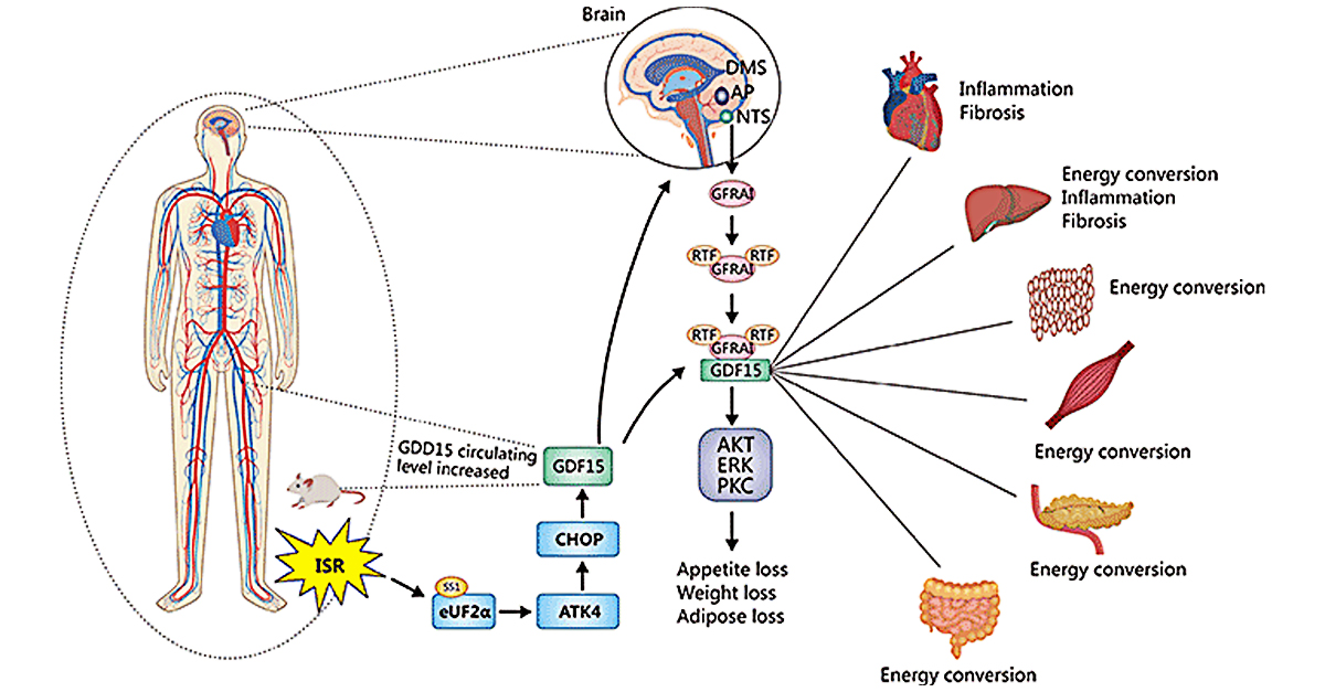 cusabio_mt's tweet image. Globally, 400 million people are obese and 19.3 million are diagnosed with cancer yearly. Many suffer from cancer-related cachexia, yet no standard treatment exists.

GFRAL, identified as the GDF-15 receptor in 2017, plays a key role in appetite and metabolism. Emerging studies…
