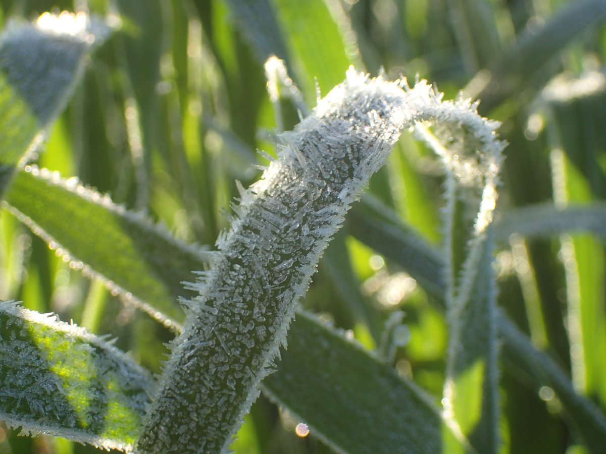 Felicity Harris (@phenologyisfun) on Twitter photo Interested in improving resilience to frost in wheat? ๐พโ๏ธ
Two exciting <a href="/Gulbali_Inst/">Gulbali Institute</a> PhD opportunities <a href="/CharlesSturtUni/">Charles Sturt University</a> are currently available within national <a href="/theGRDC/">GRDC</a> projects in collaboration with <a href="/CSIRO/">CSIRO</a> <a href="/DPIRDWA/">DPIRDWA</a> <a href="/SA_PIRSA/">PIRSA</a> . More information: research.csu.edu.au/graduate-reseaโฆ Interested in improving resilience to frost in wheat? ๐พโ๏ธ
Two exciting <a href="/Gulbali_Inst/">Gulbali Institute</a> PhD opportunities <a href="/CharlesSturtUni/">Charles Sturt University</a> are currently available within national <a href="/theGRDC/">GRDC</a> projects in collaboration with <a href="/CSIRO/">CSIRO</a> <a href="/DPIRDWA/">DPIRDWA</a> <a href="/SA_PIRSA/">PIRSA</a> . More information: research.csu.edu.au/graduate-reseaโฆ