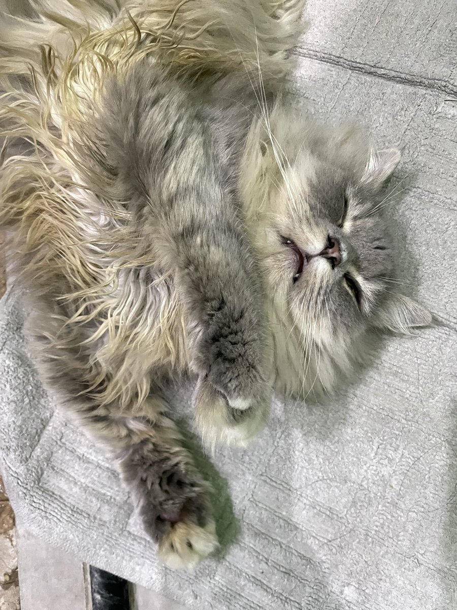 ikut cahul teyus tidul
capeknyaa jadi kucing😮‍💨