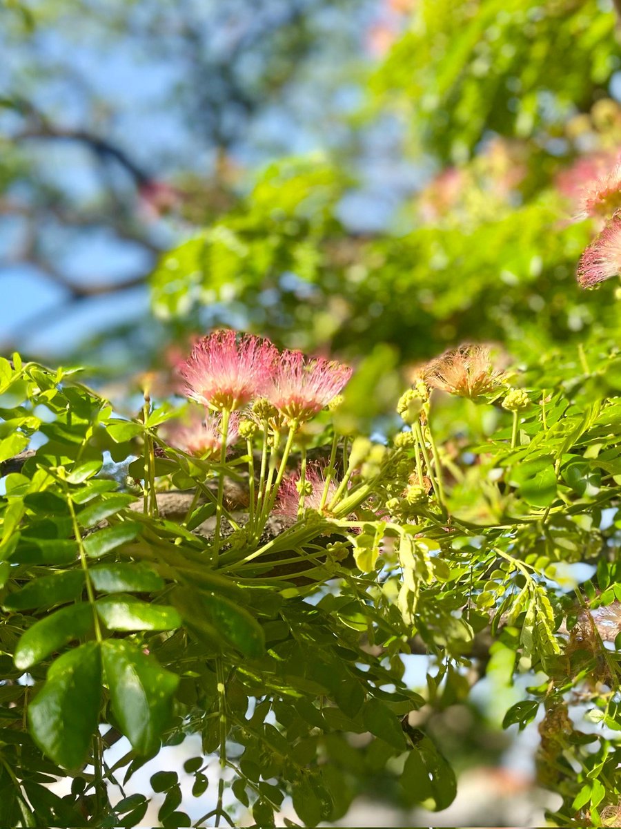 Solo cuando se puede palpar la majestuosidad de un Samán, la gente empieza a creer. Cada día la ciudadanía se aleja más de las ciencias ambientales