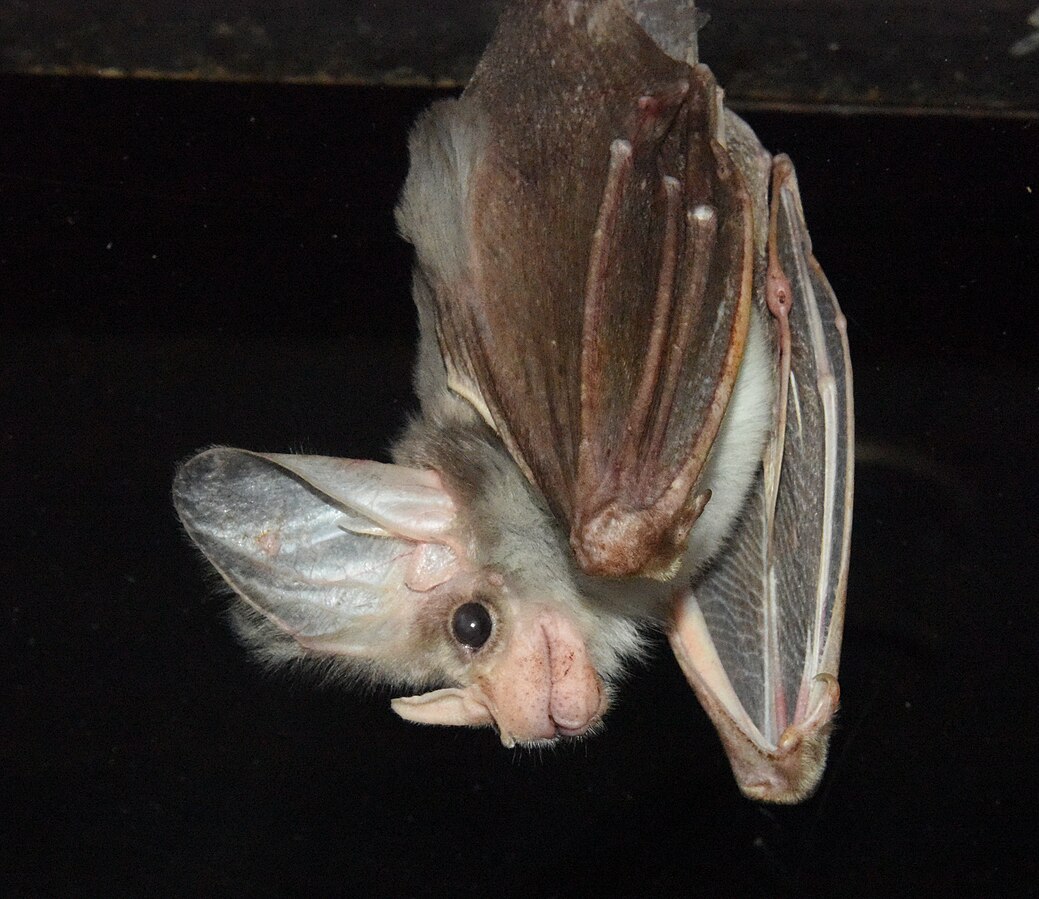 Happy Wildlife Wednesday! 🦇

Meet the Ghost Bat, known as Patjupirri to the Pintupi people of Australia!

This fierce hunter isn't your average fruit-munching bat - they're Australia's only carnivorous bat species!

📷 Image credit: Wikimedia