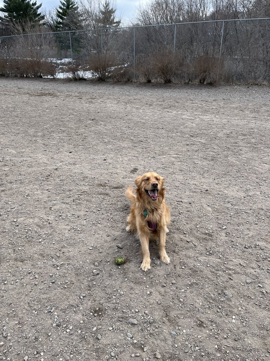 pinecasket's tweet image. 