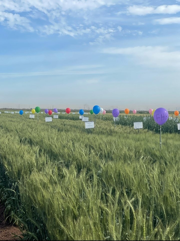 vcalabresmarin's tweet photo. Ayer en el día de campo de Global Wheat Program de @CIMMYT (Ciudad Obregón, México). En representación de @ETSIAMCordoba y con los compañeros del grupo de calidad y @AgrovegetalSA https://t.co/8MFExUYDXh