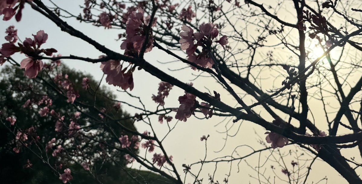見慣れた景色がやさしくやわらかくあたたかく映る。
花が咲いたせいじゃないんだろうなと聴き惚れる、春の始まり。