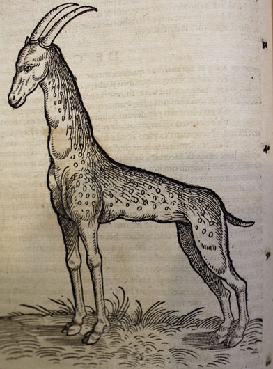 Happy Birthday to our favourite Renaissance naturalist, who was born #OnThisDay in 1516: Conrad Gessner!  His wonderfully wonky giraffe is always a hit on any library tour, so here it is for you to marvel at in all its glory.