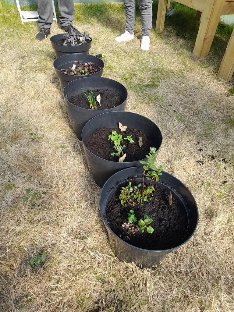 Chef Anthony Gascoigne (@agascoigne77) on Twitter photo Fantastic opportunity for our <a href="/ERCollege/">East Riding College</a> Bridlington chefs to grow their own produce to use for our kitchens and Archers restaurant in our college poly tunnel. Important to start connecting with the cycle of growing, nurturing, harvesting, and finally preparing and cooking. Fantastic opportunity for our <a href="/ERCollege/">East Riding College</a> Bridlington chefs to grow their own produce to use for our kitchens and Archers restaurant in our college poly tunnel. Important to start connecting with the cycle of growing, nurturing, harvesting, and finally preparing and cooking.