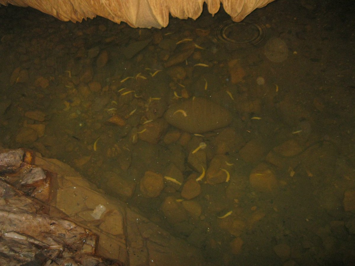 Desde Nuestro Colectivo Ambiental y Científico participamos de la Primera Expedición Bioespeleo La Guajira Tierra de Cantores 2025, gracias a <a href="/espeleocol/">Asociación Espeleológica Colombiana - ESPELEOCOL</a> <a href="/classoalcala/">Carlos Lasso</a>
<a href="/EspeleoColombia/">Espeleo Colombia</a> <a href="/Miguetierrez/">Miguel Gutierrez</a> <a href="/Rickgonzalez_18/">☀️ Rick Vargas</a> <a href="/UniLaGuajira/">UniGuajira</a>