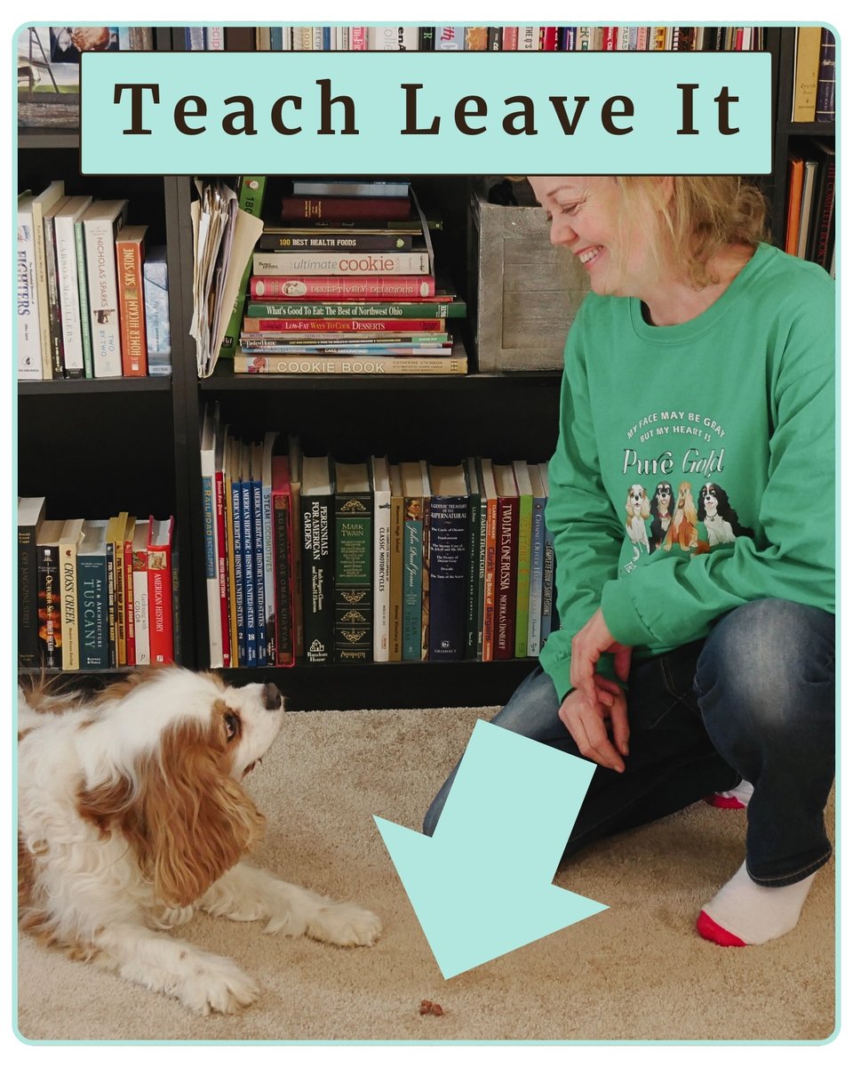 dogtrainer4ever's tweet image. Teach ✨ Leave It 🌐⁠ ⁠
cavaliergifts.com/teach-your-cav…
#PositiveDogTraining #CavalierKingCharlesSpaniel #PositiveReinforcement #DogTrainingTips #CavalierTraining #CavalierLife #DogTrainingSuccess  #DogTrainingJourney #CavalierCommunity #DogTrainingBasics #TrainingWithLove