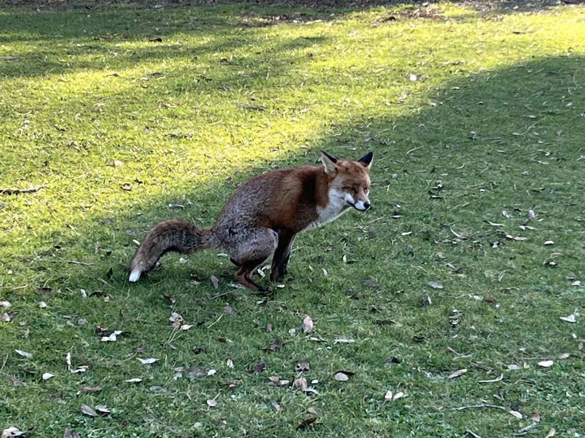 Gazarelda's tweet image. Go to Kew Gardens, they said.
See nature at its most beautiful, they said.
#KewGardens #spring #londonlife