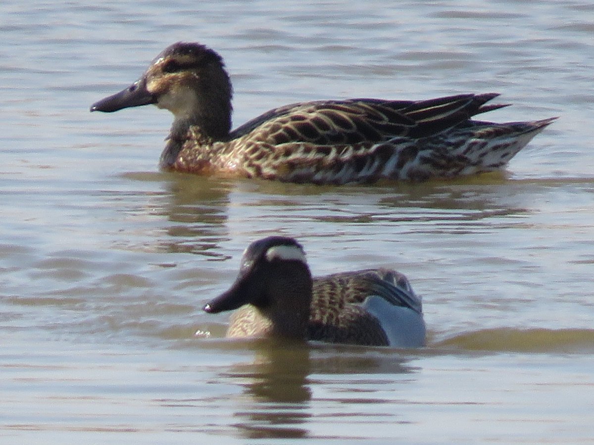 Great views of this pair of garganey at Bkacktoft Sands Marshland hide this lunchtime