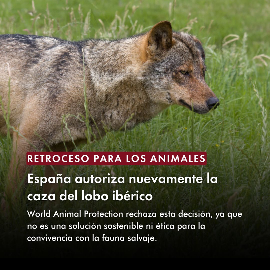 Protección Animal Mundial tweet media