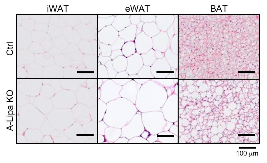 Journal of Clinical Investigation (@jclinicalinvest) on Twitter photo Spilling the skinny on fat cells!
<a href="/RazaniLab/">Babak Razani, MD, PhD Laboratory</a> & team <a href="/pitt_medicine/">University of Pittsburgh School of Medicine</a> and <a href="/UPMC/">UPMC</a> discover the process for adaptation to fasting and cold-induced lipolysis involves lysosomal lipolysis:
jci.org/articles/view/… Spilling the skinny on fat cells!
<a href="/RazaniLab/">Babak Razani, MD, PhD Laboratory</a> & team <a href="/pitt_medicine/">University of Pittsburgh School of Medicine</a> and <a href="/UPMC/">UPMC</a> discover the process for adaptation to fasting and cold-induced lipolysis involves lysosomal lipolysis:
jci.org/articles/view/…