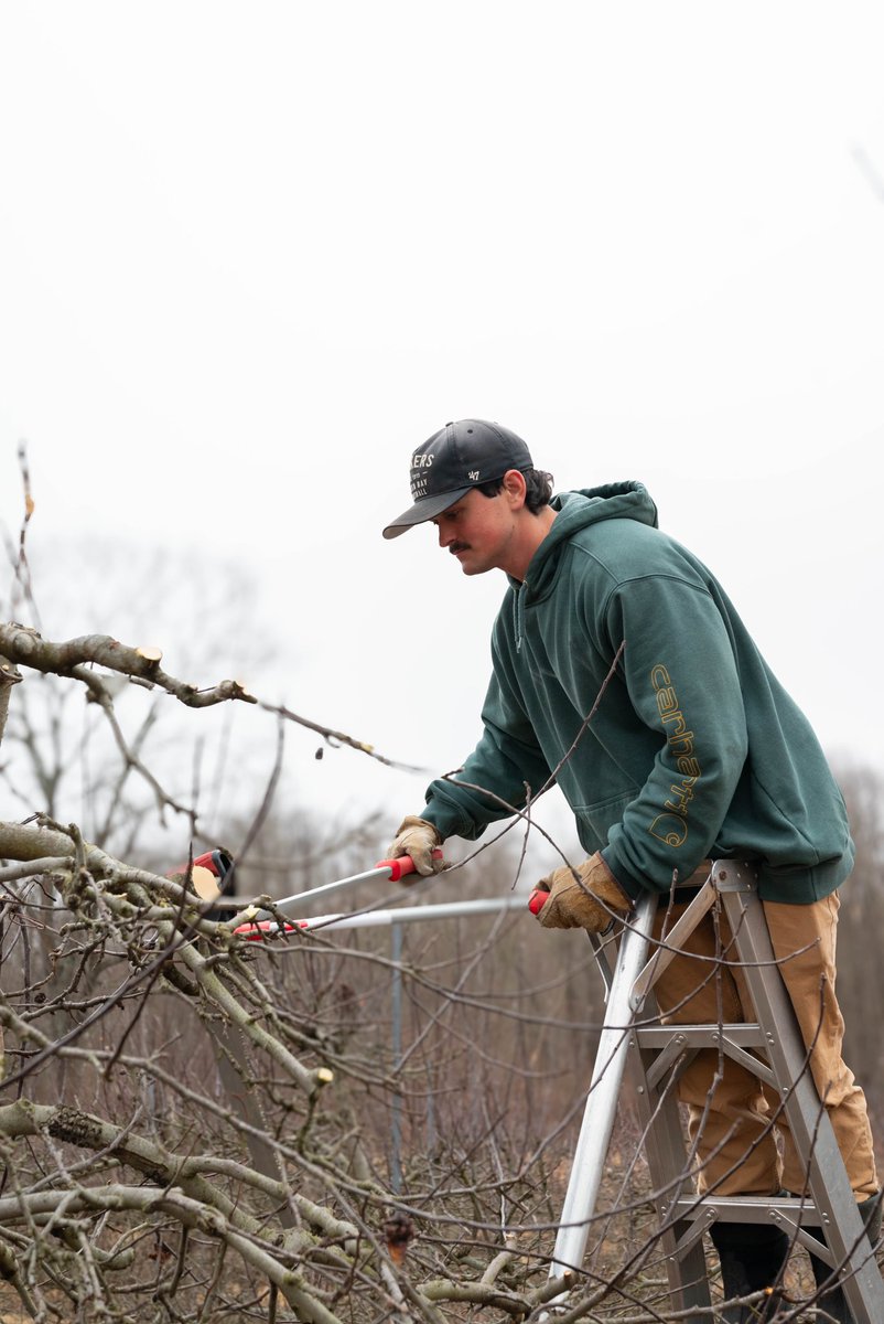 HickoryHillCT's tweet photo. Meet Farmer Fitz! He has been hard at work restoring our orchard. Since early February, he and his team have been pruning over 1,200 apple trees, carefully shaping them for a strong and healthy season.
#farmlife #springonthefarm #supportlocalfarms #CTfarms #newenglandgrown https://t.co/cSBvdBV0VV