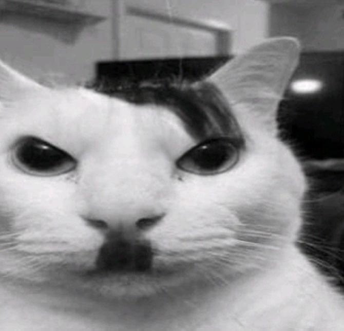 MeowGroyper's tweet image. Meow