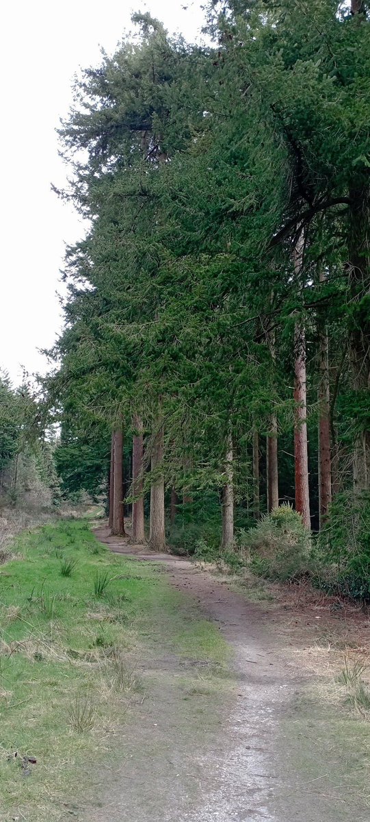 Dorchester day 2 was a walk to and around Puddletown Forest: