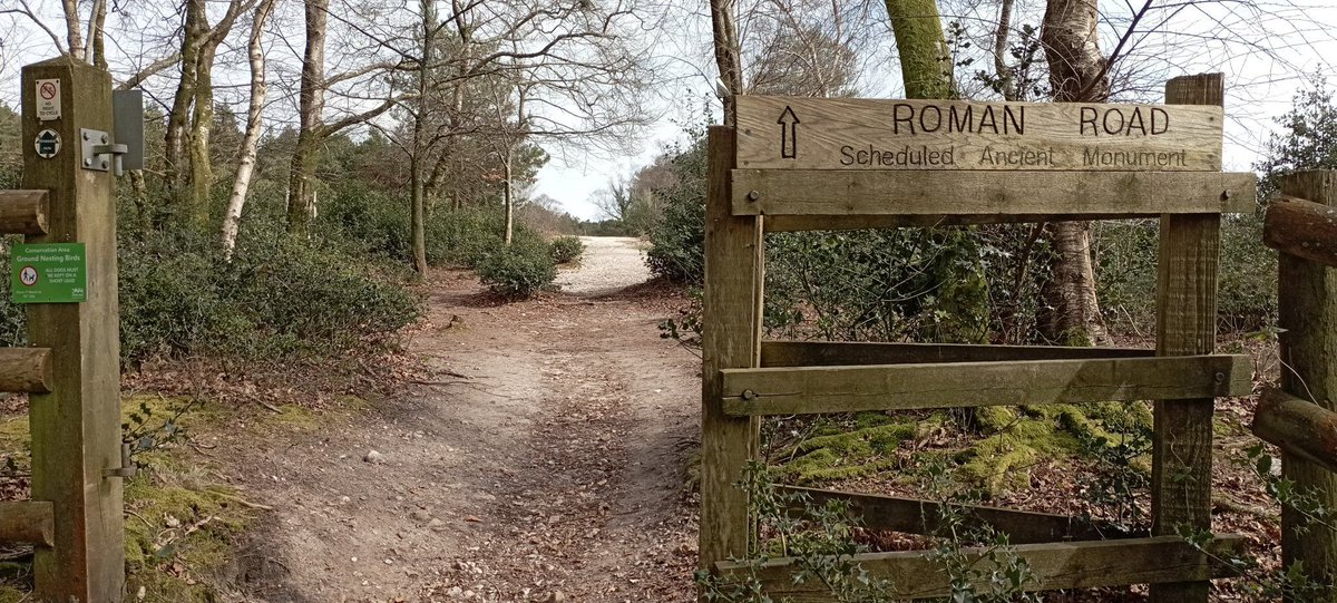 npellinacci's tweet image. Dorchester day 2 was a walk to and around Puddletown Forest: