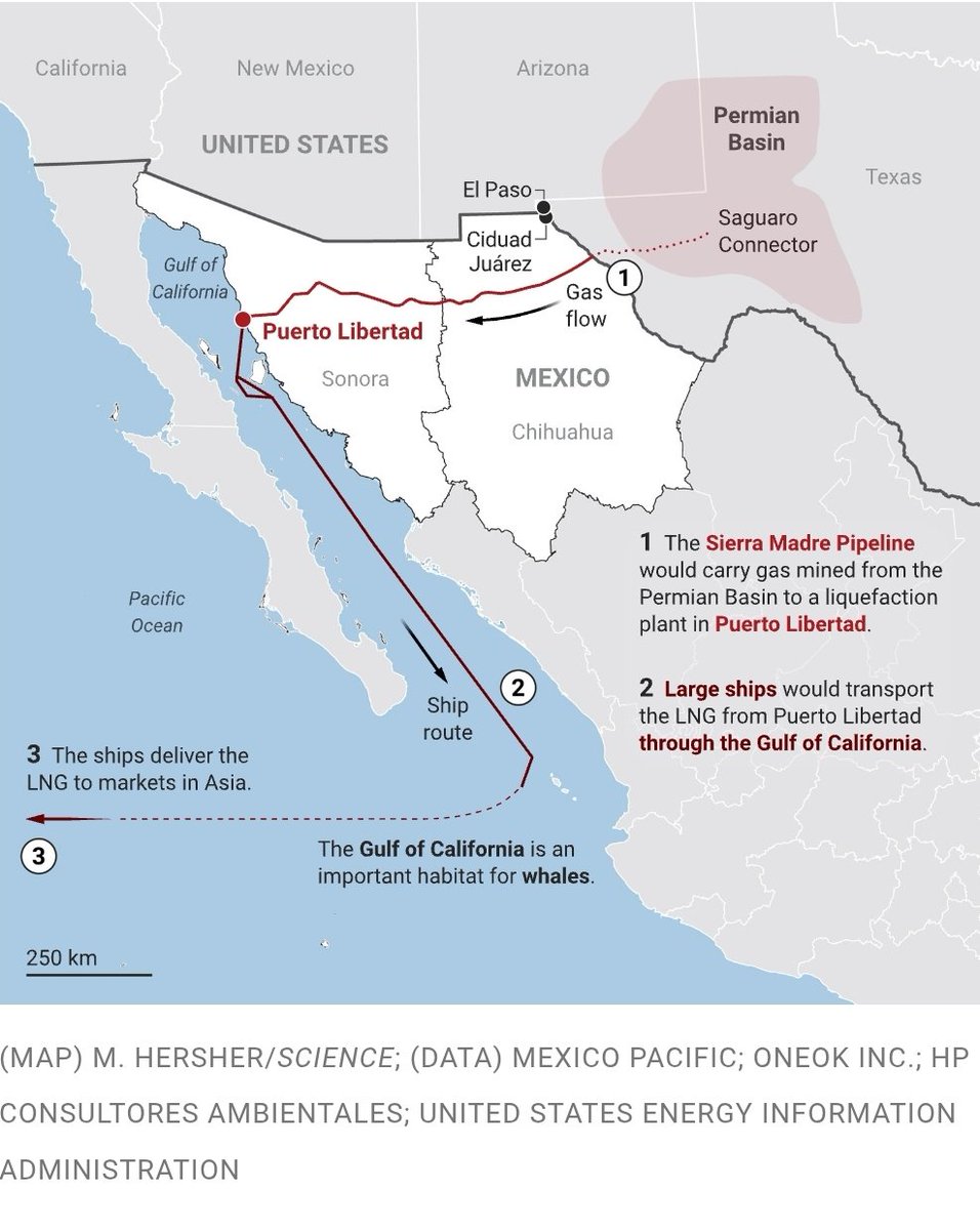 Controversy has erupted in Mexico over a project to send liquefied natural gas from the Permian Basin in Texas through Mexico to Asia via a pipeline and tankers. The ships would traverse prime whale habitat in the Gulf of California, risking collisions. science.org/content/articl…