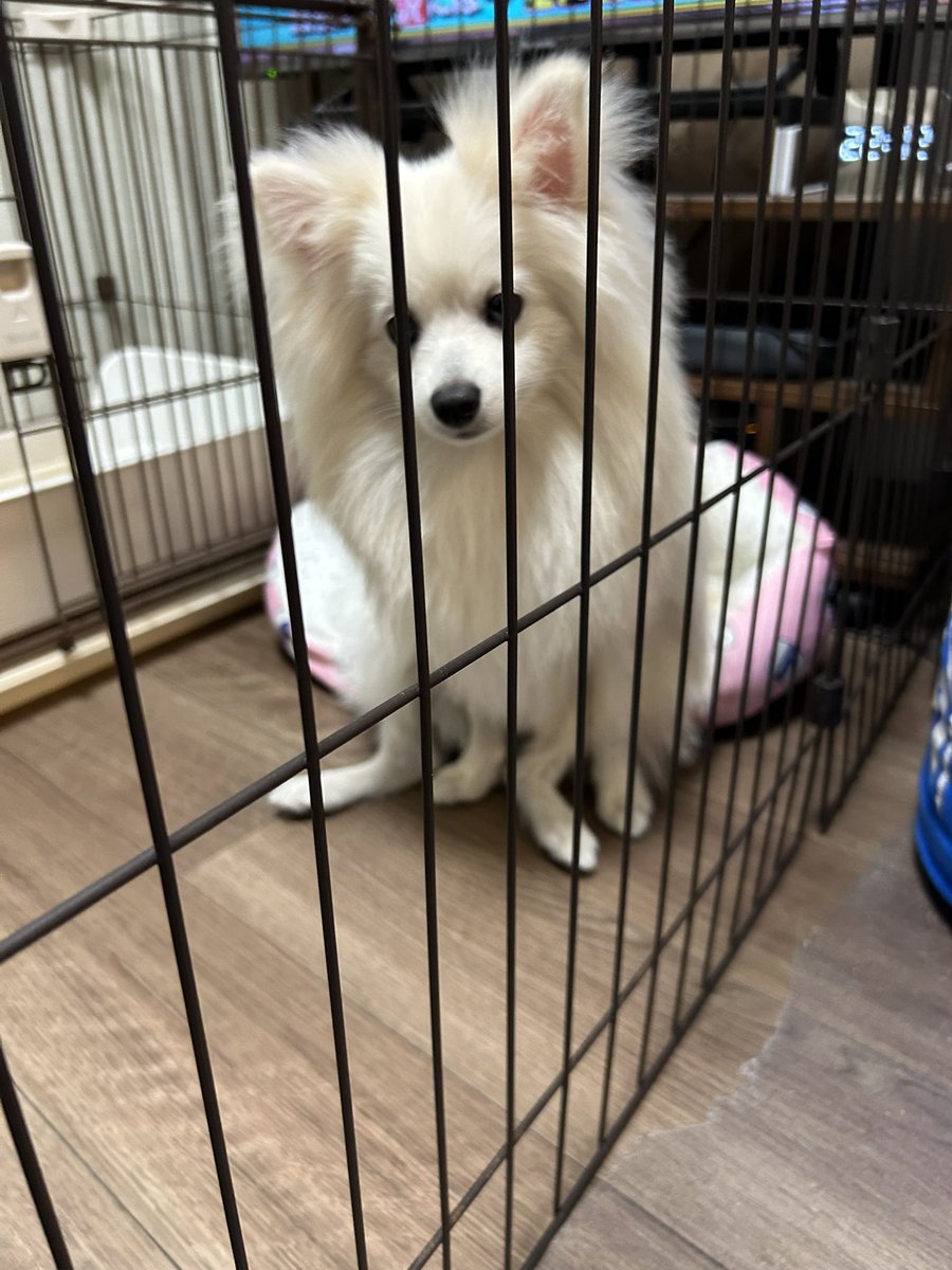 ヌ・シフォン